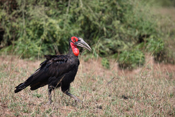 Kaffernhornrabe / Southern Ground Hornbill / Bucorvus leadbeateri.