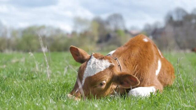 Young sick of thirsty calf resting on green pasture grass on summer day. Feeding of cattle on farm grassland
