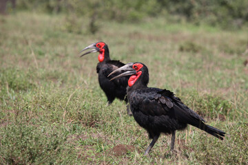 Kaffernhornrabe / Southern Ground Hornbill / Bucorvus leadbeateri.