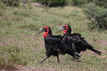 Kaffernhornrabe / Southern Ground Hornbill / Bucorvus leadbeateri.