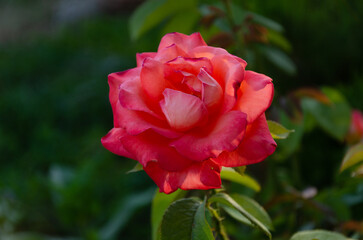 Red rose in the sun in the garden on a summer day. The beauty and diversity of flowers.