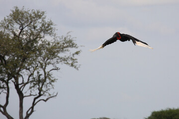 Kaffernhornrabe / Southern Ground Hornbill / Bucorvus leadbeateri.