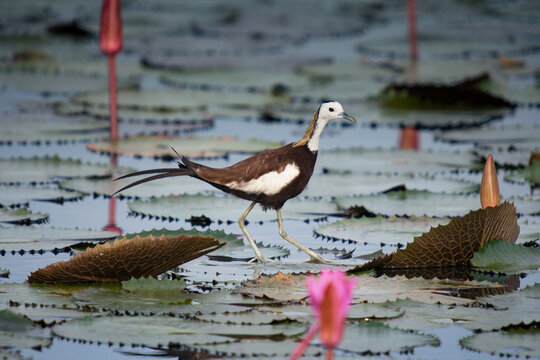 pheasant-tailed jacana walking on lotus leaves. Shot from wetland in Thailand.