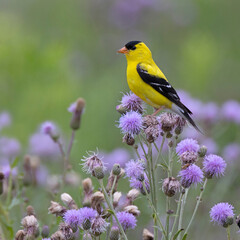 Male American Goldfinch gathering thistle down for its nest