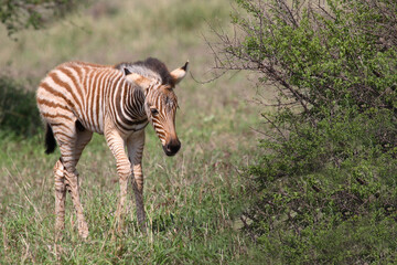 Steppenzebra / Burchell's Zebra / Equus burchellii