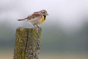 Male Dickcissel perched on a fence post