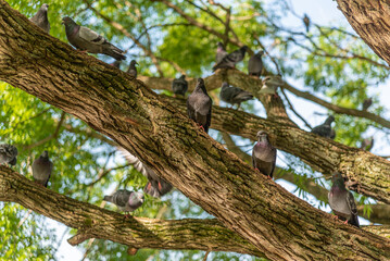 City pigeons sit on the branches of a large tree in the shade of foliage.