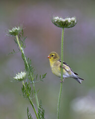 Female American Goldfinch perched on a Wild Carrot stem