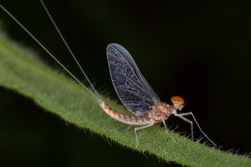 Male Mayfly perched on a leaf