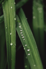 Close up of a line of raindrops on a bright green narrow leaf.