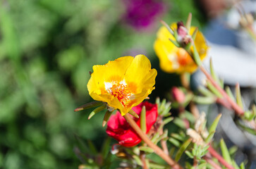 Beautiful multi-colored purslane flowers in the garden on a summer day. The beauty and diversity of flowers.