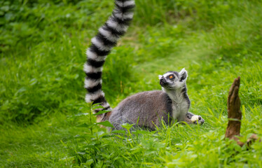 Naklejka na ściany i meble Lemur catta monkey portrait. Lemur is eating on the trunk and ground.