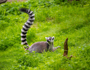 Naklejka na ściany i meble Lemur catta monkey portrait. Lemur is eating on the trunk and ground.