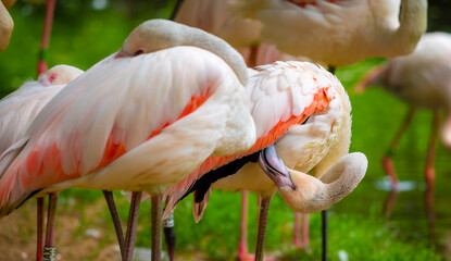 Detail of flamingo head