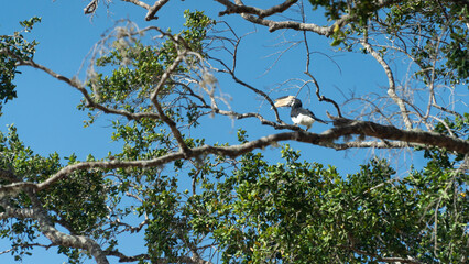 Great indian hornbill in natural habitat. Great Indian hornbill is one of the larger members of the hornbill.