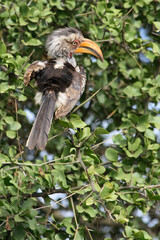 Südlicher Gelbschnabeltoko / Southern yellow-billed hornbill / Tockus leucomelas
