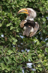 Südlicher Gelbschnabeltoko / Southern yellow-billed hornbill / Tockus leucomelas