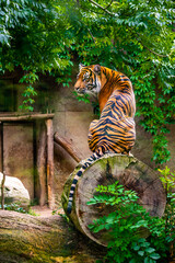 Sumatran tiger (Panthera tigris sumatrae) is a rare tiger subspecies that inhabits the Indonesian...