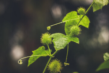 Passiflora | Kurumbot | Wild Maracuja | Wild Passion Fruit
