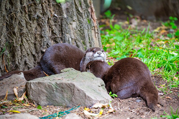 The otter (latin name Aonyx cinerea) relaxation on the ground.