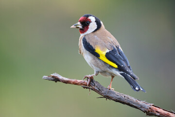 European goldfinch on tree branch