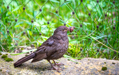 Black bird is holding the earthworm in his beak. Grass background.