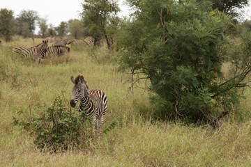 Steppenzebra / Burchell's Zebra / Equus burchellii