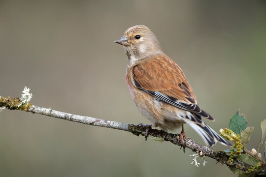 Common linnet sitting on branch