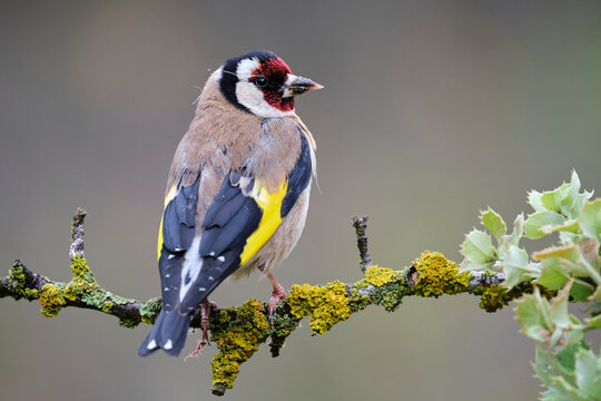 Cute European goldfinch on sprig
