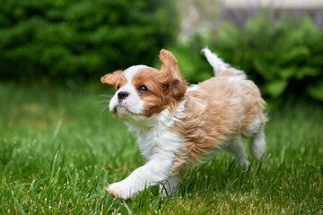 Cavalier King Charles Spaniel puppy runs merrily across the lawn