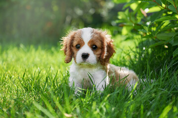 Porter puppy breed cavalier king charles spaniel close-up