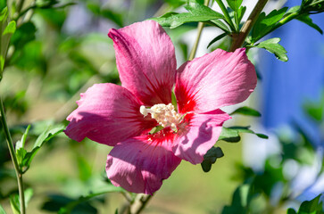 Beautiful hibiscus flowers in the garden on a summer day. The beauty and diversity of flowers.