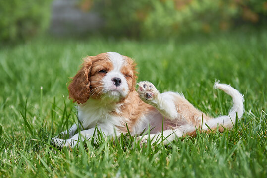 Puppy cavalier king charles spaniel lies on the lawn
