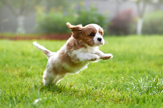 Puppy cavalier king charles spaniel jumping cheerfully on the green grass