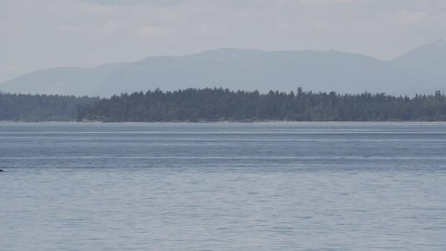 Endangered Southern Resident Killer Whales, J Pod, Off San Juan Island