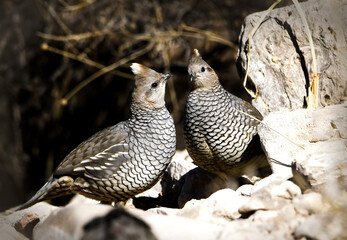 Scale Quails, Bird Photography