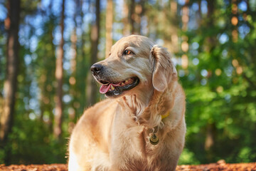 portrait of dog breed golden retriever close up, copy space