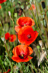 Obraz premium Red field poppies in the garden on a summer day. The beauty of wildflowers.