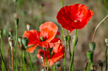 Red field poppies in the garden on a summer day. The beauty of wildflowers.