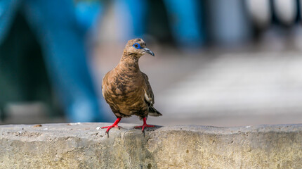 West Peruvian dove (Pacific dove)