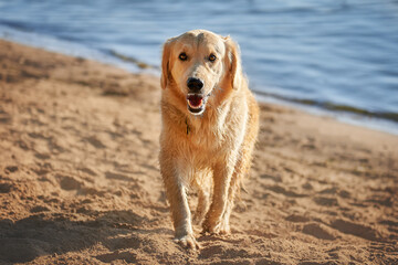 Close-up portrait of a golden retriever dog