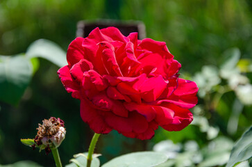 Red rose in the sun in the garden on a summer day. The beauty and diversity of flowers.