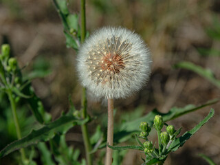 Beautiful wild aerial dandelion in the meadow on a summer day. Collection of summer medicinal herbs.