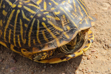 Close-up of an Ornate Box Turtle - Eastern Plains of  Colorado