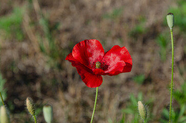 Obraz premium Red field poppies in the garden on a summer day. The beauty of wildflowers.