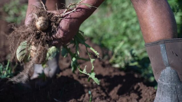 Farmers hand pulling potatoes out of the earth ground and shaking the dirt off in slow motion.