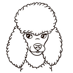 Poodle dog cartoon illustration. Cute animal print for t-shirts, mugs, totes, stickers, nursery wall arts, greeting cards, etc.
