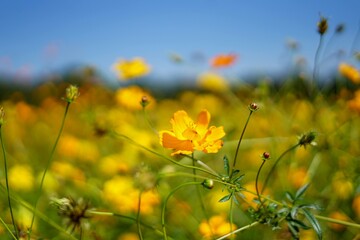 Colorful flowers bloom in different seasons.