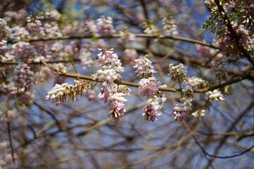 Colorful flowers bloom in different seasons.