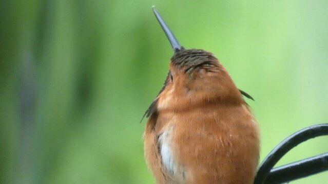 Hummingbird Tiny Rufous Closeup Water Droplets on Head, Lid Blinking, Breathing, Resting, Drying under shelter from rain